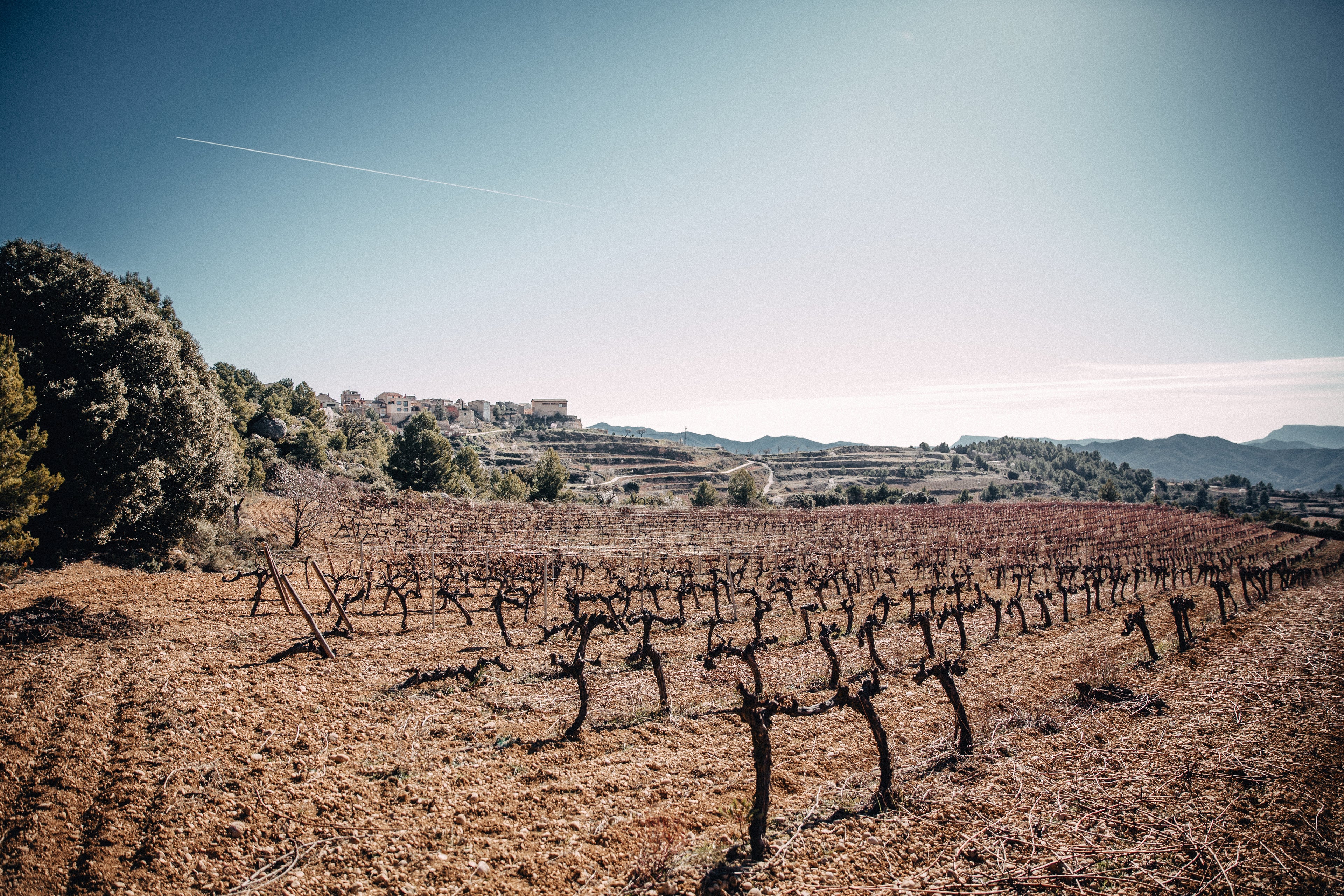Franse wijngaard waar Chardonnay wordt verbouwd voor alcoholvrije sparkling wine